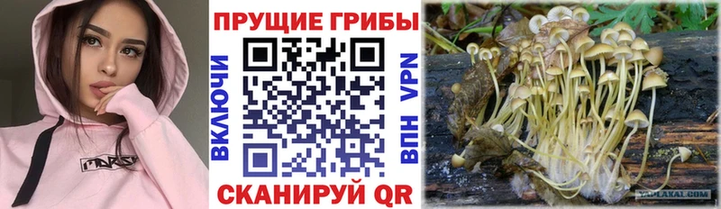 Псилоцибиновые грибы MAGIC MUSHROOMS  Купить  Котово 